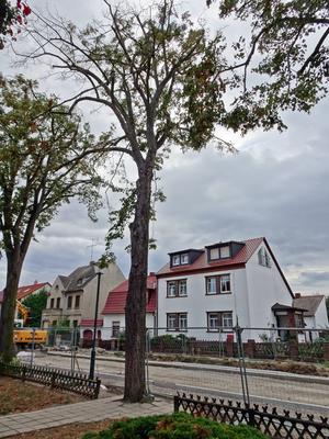 Bahnhofstraße kranker Baum             