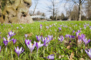 Wörlitz_Krokus_03_2020