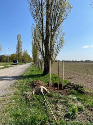 Zedernweg4