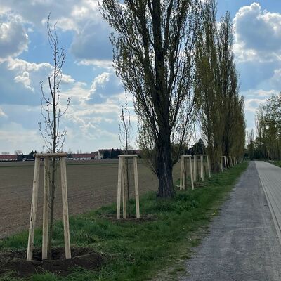 Zedernweg5