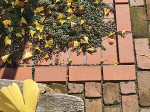 09  23.09.23 Herbstfest 1