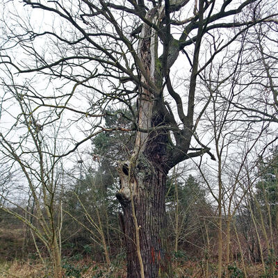 Bume-Eiche als Habitat-Baum