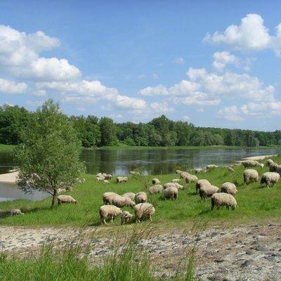 Die Elbe