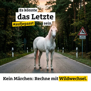 Quadrat_1080x1080px_MS_Motiv_Wildwechsel