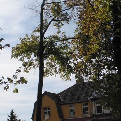 Oranienbaum Dessauer Straße