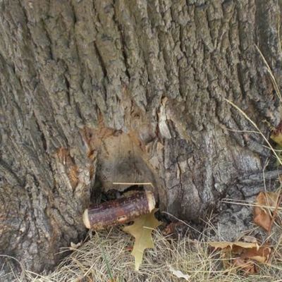 Oranienbaum Dessauer Straße. Die Prüfnadel konnte 57 cm in den Baum eindringen, was für eine Aushöhlung spricht.