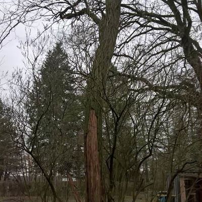 Robinie, stark abgestorbene Rinde ein Zeichen für ein massives Problem, Standsicherheit gefährdet. Friedhof Oranienbaum