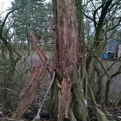 Robinie, stark abgestorbene Rinde ein Zeichen für ein massives Problem, Standsicherheit gefährdet. Friedhof Oranienbaum.