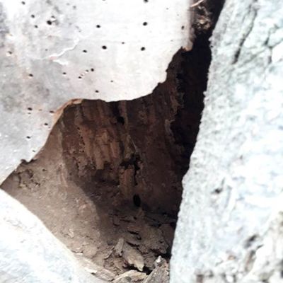 Massive Fäule in der Linde, Restwandstärke ist nicht mehr ausreichend, dadurch ist die Standsicherheit nicht mehr gegeben und es muss schnellstmöglich gefällt werden. Wörlitzer Markt