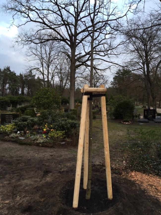 Nachpflanzungen sind gestartet