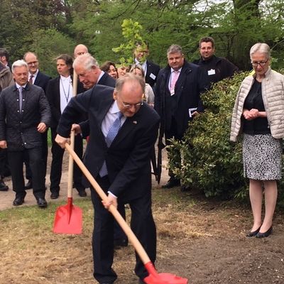 Ministerpräsident Dr. Haseloff bei der Pflanzung des Mehlbeerbaumes im Wörlitzer Park